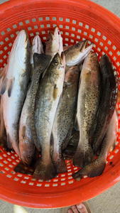 Four spotted weakfish caught in Lafitte