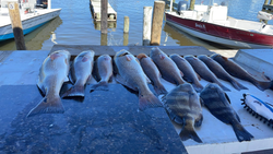 6 fish caught while fishing in LA