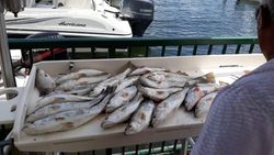 Trout season in full swing!