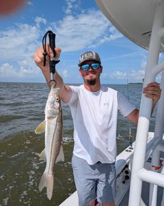 Fish-Species