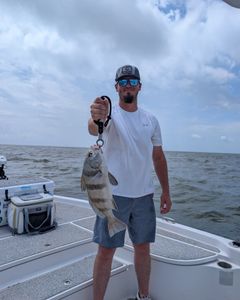 Fish-Species