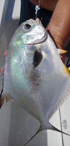 Permit fish caught while fishing in Crystal River