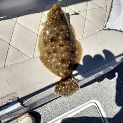Summer flounder fishing in FL