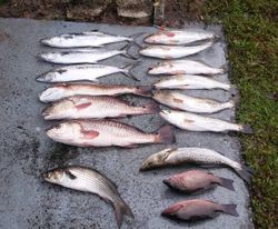 That’s what we came for in Crystal River!