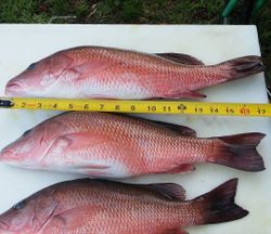 Light tackle, local waters.