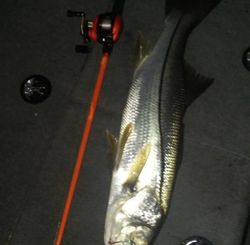 Snook fish caught in Crystal River