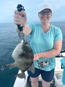 Grey Triggerfish, 14 inches, fishing in FL