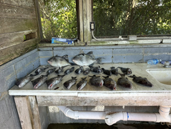 A grey triggerfish caught while fishing in Carrabelle