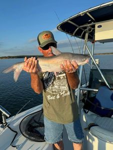 Blue catfish caught while fishing in Gordonville