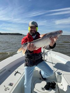 Channel catfish caught in TX