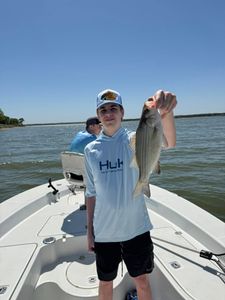 A fisherman holding a white bass in TX