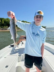 Striped bass caught in TX