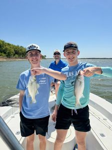 Two white bass and striped bass caught on a fishing trip in TX