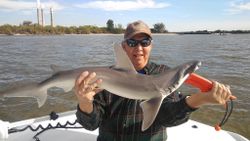 Atlantic Sharpnose Shark, 35 inches, fishing in FL