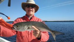 Bluefish caught in Ruskin, Florida