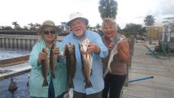 4 bonnethead sharks and spotted weakfish caught in Ruskin