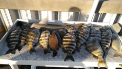 8 sheepshead, grey snapper, bonnethead shark fish caught in FL