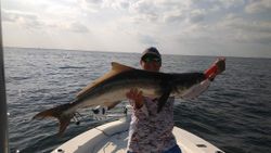 A single cobia fish catch in Ruskin