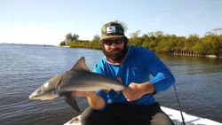 Dusky Smooth-Hound fish caught in FL