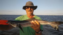 Photograph of a huge cobia fish caught while fishing in Ruskin