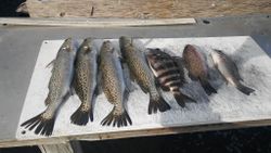 7 spotted weakfish and sheepshead caught in Ruskin