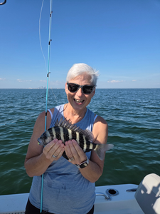 Nice sheepshead caught using deep sea jigging techniques in clear conditions.