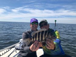 A single sheepshead fish caught in Ruskin, Florida