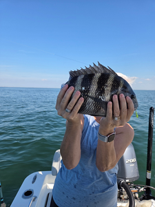 Nice sheepshead caught using deep sea jigging techniques in clear conditions!