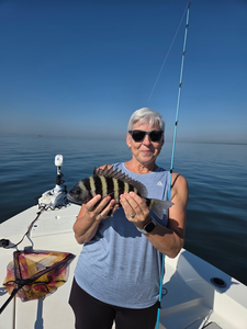 Nice sheepshead using deep sea jigging in clear conditions around Ruskin!
