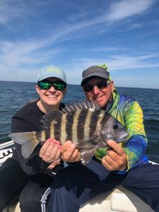 Photo of a sheepshead fish caught in Ruskin