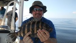 Sheepshead fish caught in Ruskin, Florida