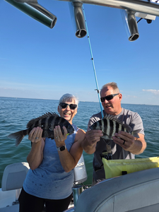 Nice pair of sheepshead using deep sea jigging in clear conditions!