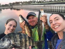 Three sheepshead fish caught in Ruskin