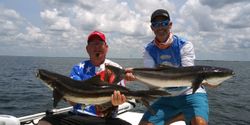 Two huge cobia fish caught in Ruskin, Florida