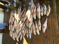 Redfish in Louisiana