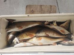 4 fish caught while fishing in LA