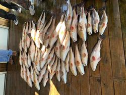 5 fishing rods in LA