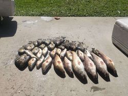 Four fish caught during a fishing trip in Saint Bernard