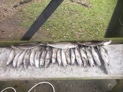 Five fish caught during a fishing trip in Saint Bernard
