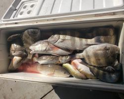 Sheepshead fish caught while fishing in LA