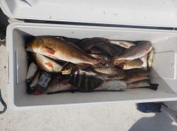 Three fish caught while fishing in Saint Bernard