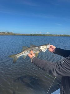 Snook fishing in FL