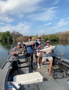 Three Coho Salmon, 30 inches long, caught while fishing in Irrigon