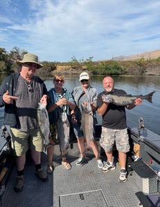 Coho salmon fishing in OR