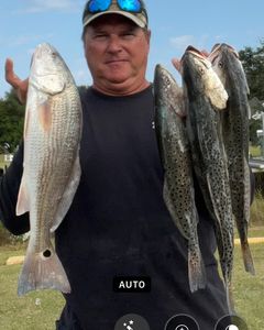 A fisherman catching 3 redfish and spotted weakfish in Cape Carteret