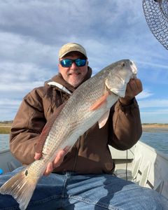 Red Drum in Action