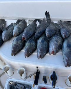 7 sea bass caught while fishing in NC