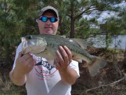 Largemouth Bass, fishing in NC