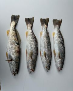 Spotted weakfish caught in NC