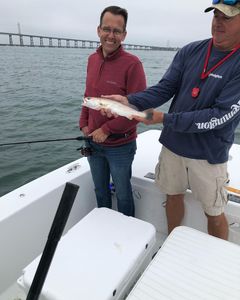 Squeteague fish caught in NC